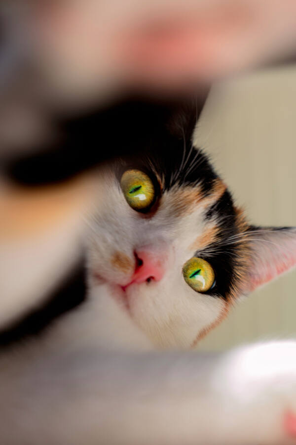 Portrait photograph